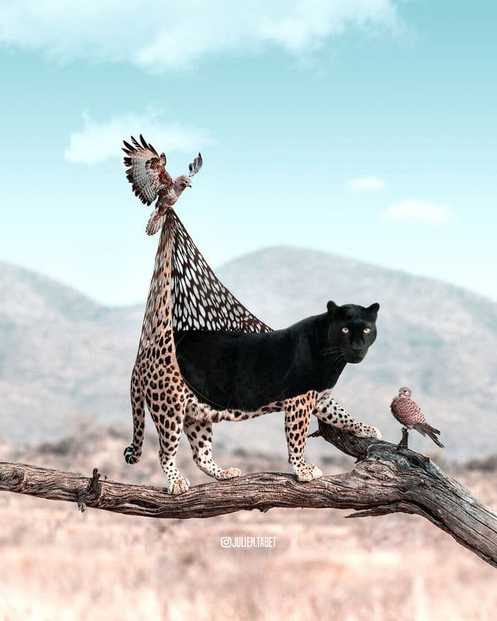 Aqui está o que eu imagino que os animais fazem quando não estamos olhando 26