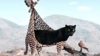 Aqui está o que eu imagino que os animais fazem quando não estamos olhando 24