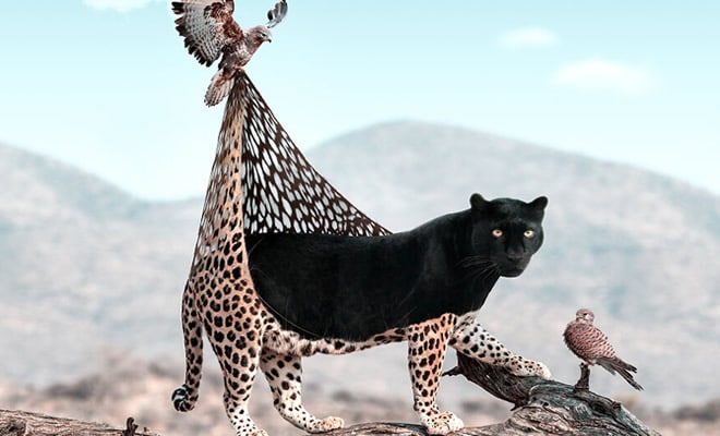 Aqui está o que eu imagino que os animais fazem quando não estamos olhando 101 Aqui está o que eu imagino que os animais fazem quando não estamos olhando 101