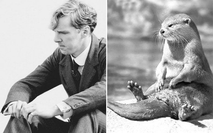 Rumores confirmados: Benedict Cumberbatch é realmente uma lontra 6