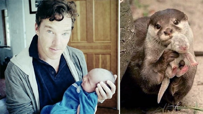 Rumores confirmados: Benedict Cumberbatch é realmente uma lontra 7