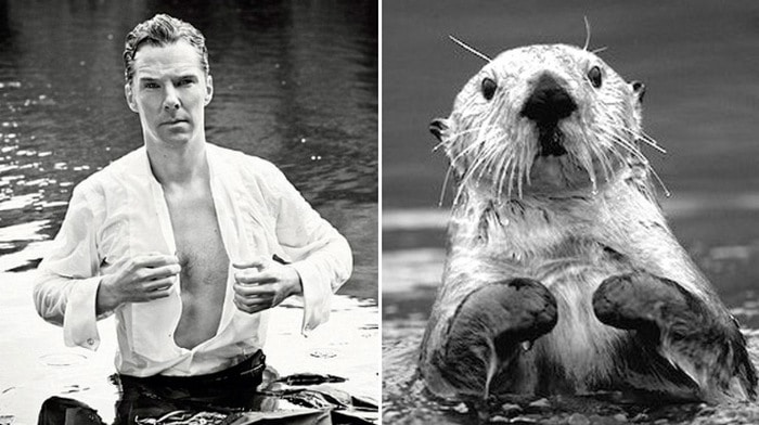 Rumores confirmados: Benedict Cumberbatch é realmente uma lontra 10