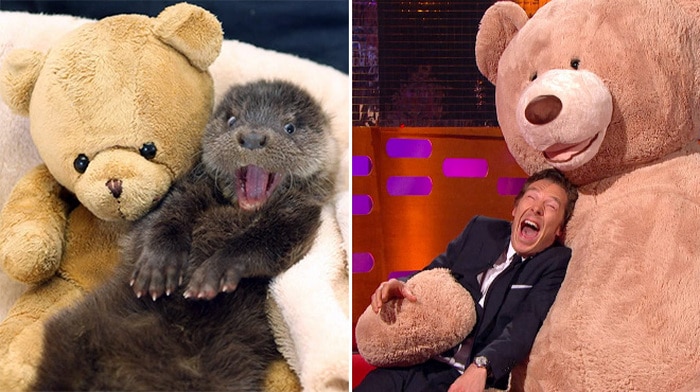 Rumores confirmados: Benedict Cumberbatch é realmente uma lontra 13