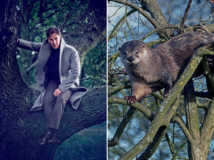 Rumores confirmados: Benedict Cumberbatch é realmente uma lontra 16