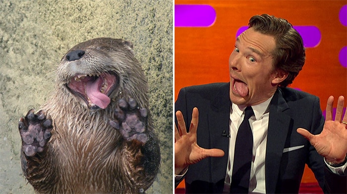 Rumores confirmados: Benedict Cumberbatch é realmente uma lontra 19