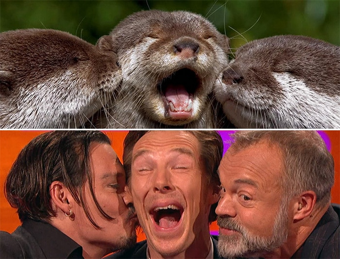 Rumores confirmados: Benedict Cumberbatch é realmente uma lontra 20