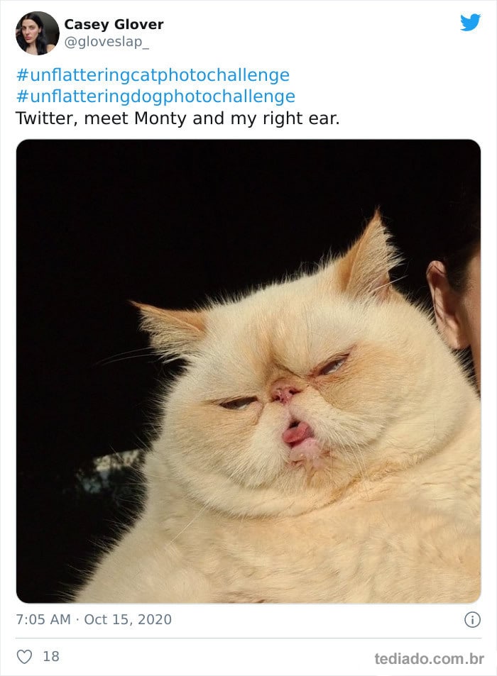 30 das fotos de gatos mais engraçadas do Desafio de fotos de gatos 2