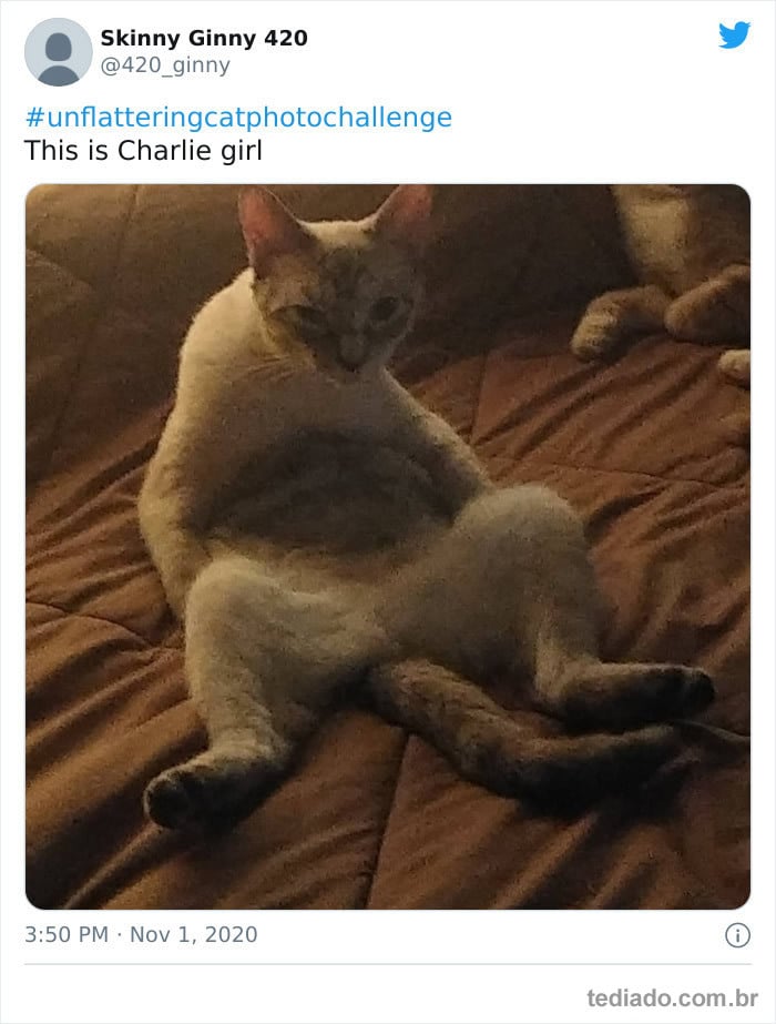 30 das fotos de gatos mais engraçadas do Desafio de fotos de gatos 5