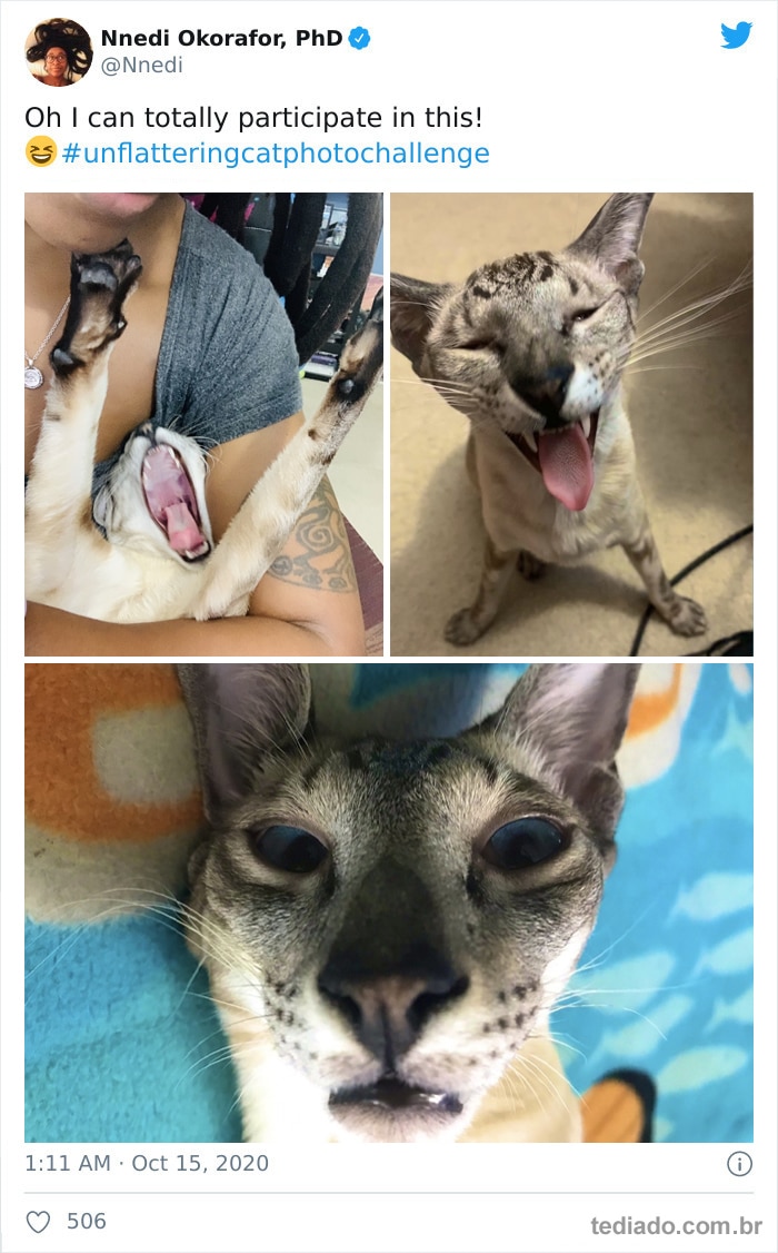 30 das fotos de gatos mais engraçadas do Desafio de fotos de gatos 6