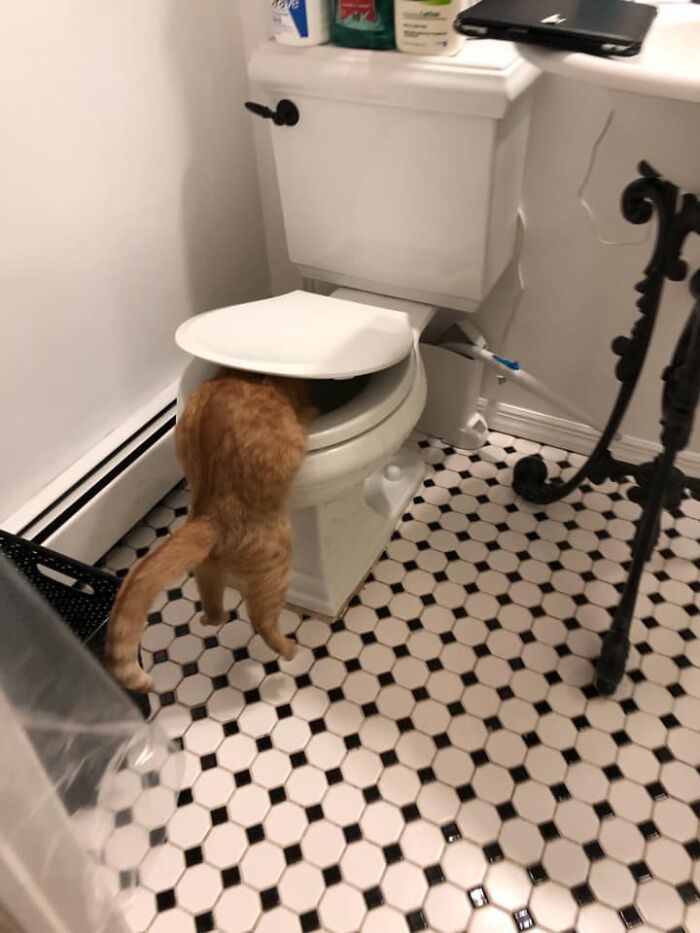 30 das fotos de gatos mais engraçadas do Desafio de fotos de gatos 7