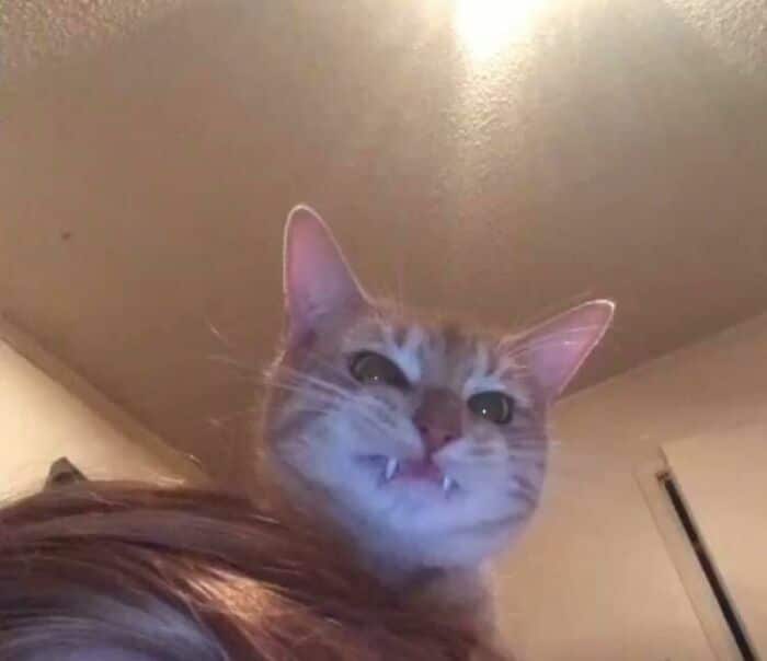 30 das fotos de gatos mais engraçadas do Desafio de fotos de gatos 9