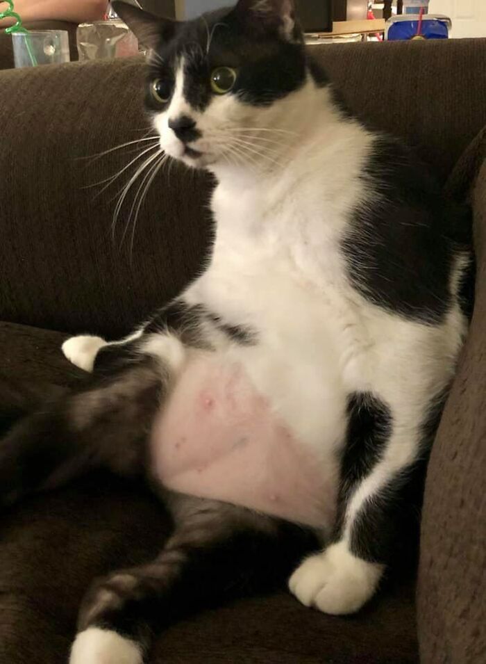 30 das fotos de gatos mais engraçadas do Desafio de fotos de gatos 10