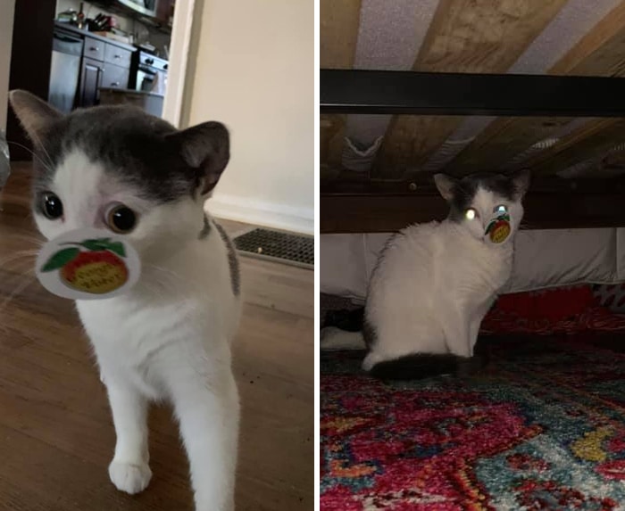 30 das fotos de gatos mais engraçadas do Desafio de fotos de gatos 11