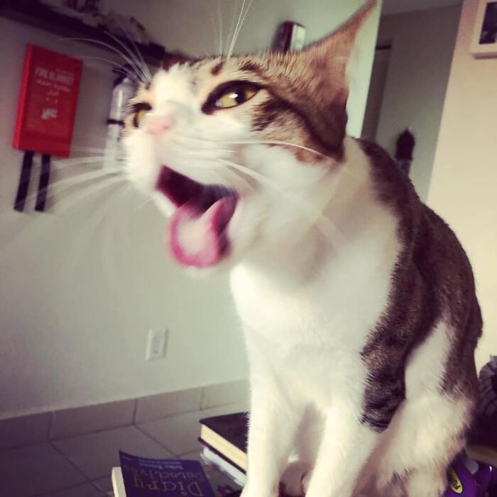 30 das fotos de gatos mais engraçadas do Desafio de fotos de gatos 13