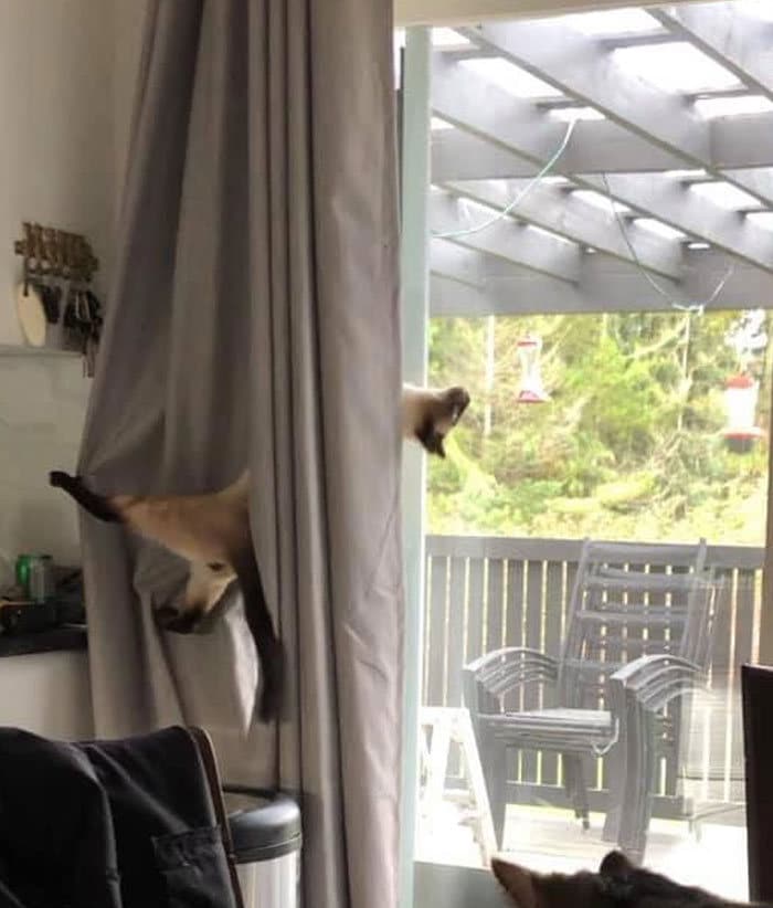 30 das fotos de gatos mais engraçadas do Desafio de fotos de gatos 14