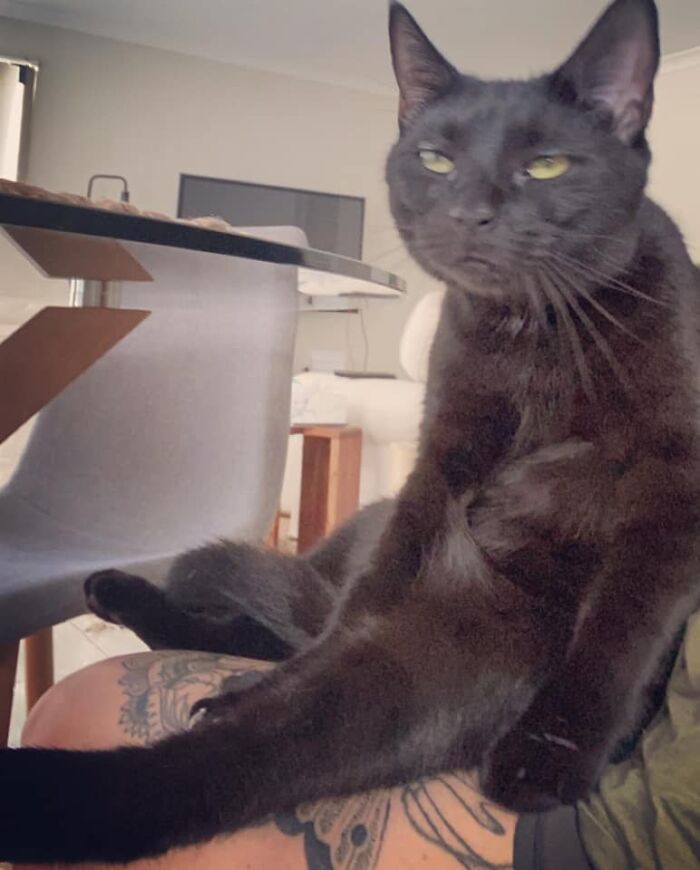 30 das fotos de gatos mais engraçadas do Desafio de fotos de gatos 17