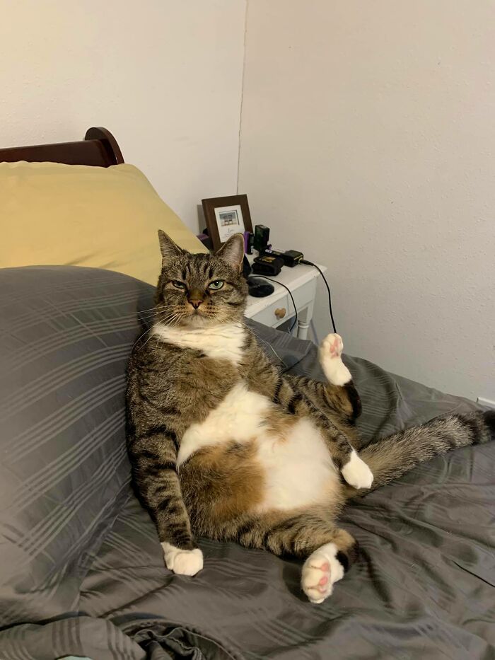 30 das fotos de gatos mais engraçadas do Desafio de fotos de gatos 18