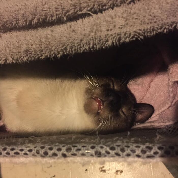 30 das fotos de gatos mais engraçadas do Desafio de fotos de gatos 19