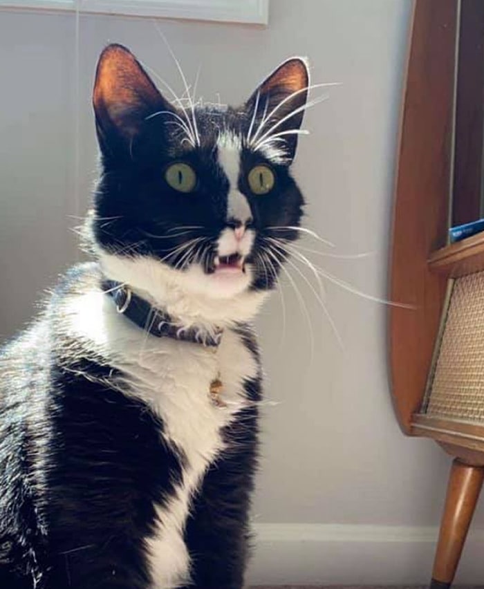 30 das fotos de gatos mais engraçadas do Desafio de fotos de gatos 21