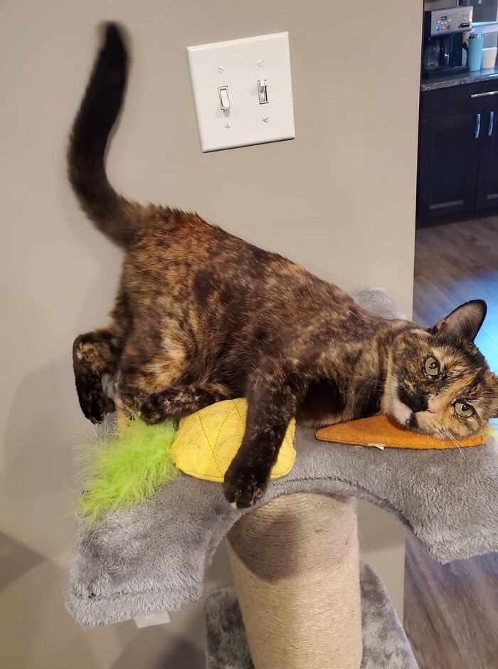 30 das fotos de gatos mais engraçadas do Desafio de fotos de gatos 23