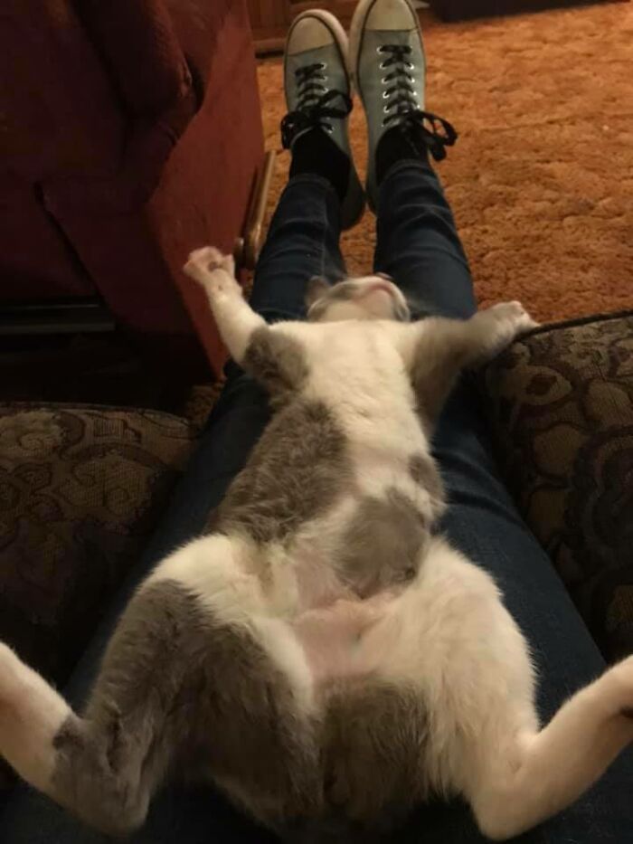 30 das fotos de gatos mais engraçadas do Desafio de fotos de gatos 24