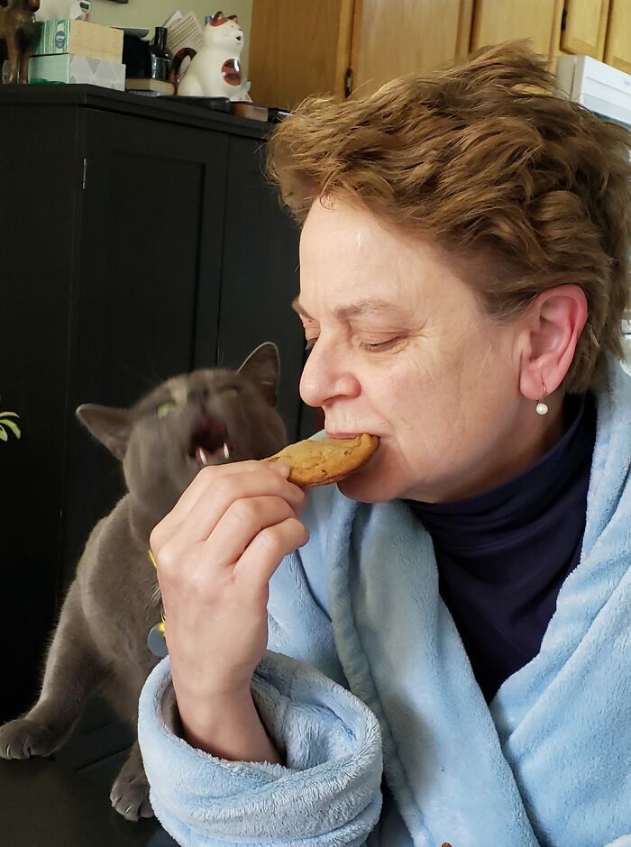 30 das fotos de gatos mais engraçadas do Desafio de fotos de gatos 25