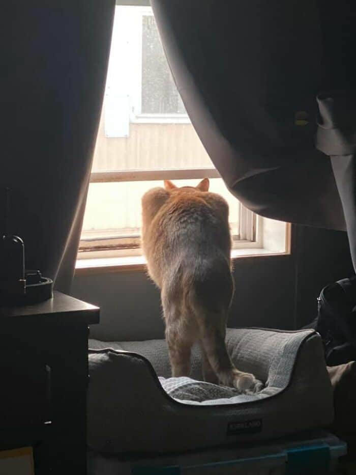 30 das fotos de gatos mais engraçadas do Desafio de fotos de gatos 26