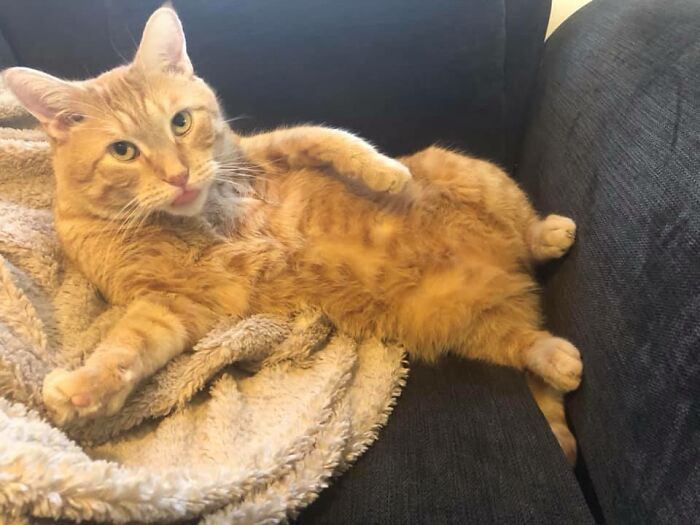 30 das fotos de gatos mais engraçadas do Desafio de fotos de gatos 28