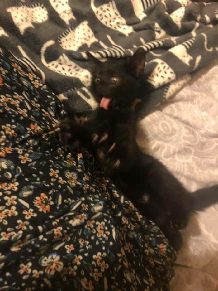 30 das fotos de gatos mais engraçadas do Desafio de fotos de gatos 29