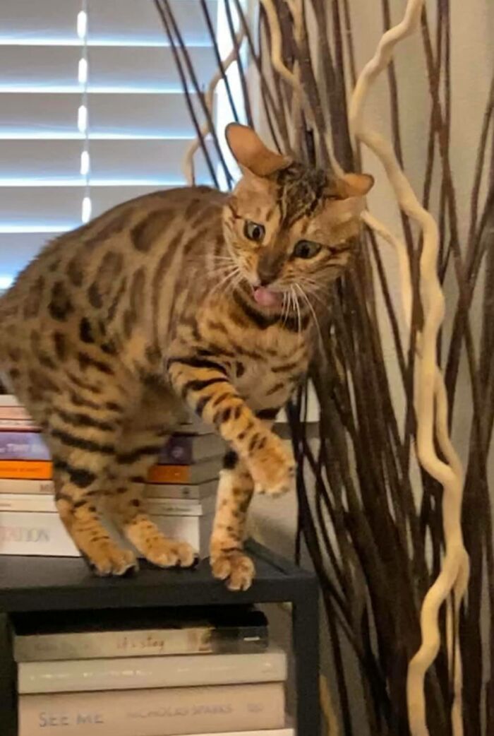 30 das fotos de gatos mais engraçadas do Desafio de fotos de gatos 30