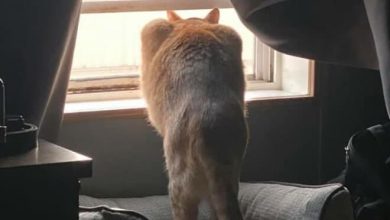 30 das fotos de gatos mais engraçadas do Desafio de fotos de gatos 24