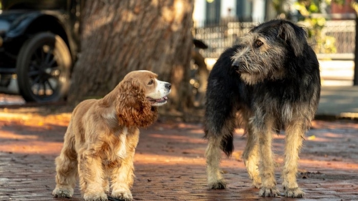 14 filmes originais que você precisa conferir no Disney+ 1