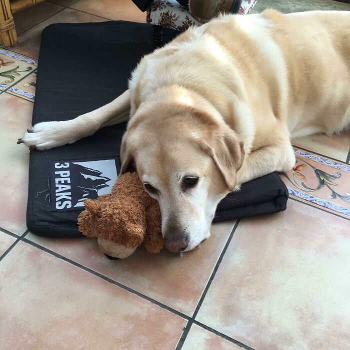 35 fotos de animais de estimação que recusa de separar de seus brinquedos favoritos 7