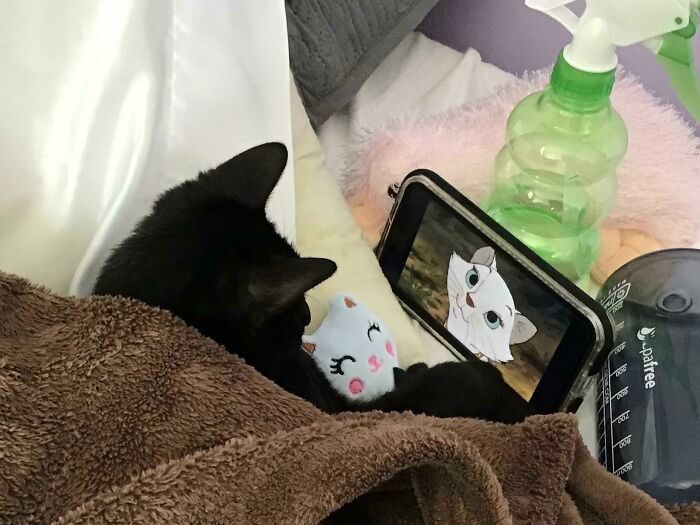 35 fotos de animais de estimação que recusa de separar de seus brinquedos favoritos 10