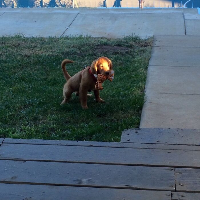 35 fotos de animais de estimação que recusa de separar de seus brinquedos favoritos 19
