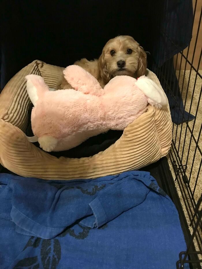 35 fotos de animais de estimação que recusa de separar de seus brinquedos favoritos 21