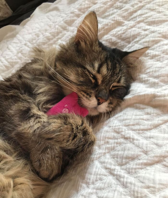 35 fotos de animais de estimação que recusa de separar de seus brinquedos favoritos 26