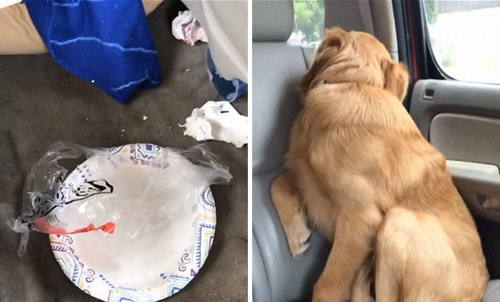 34 fotos de cachorro para o desafio Guilty Dog 3