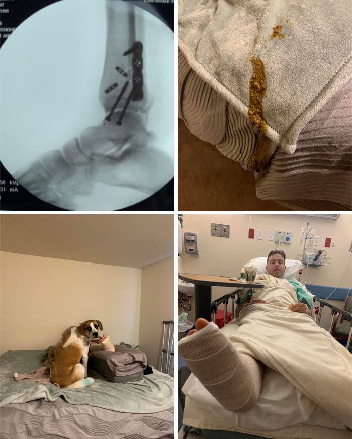 34 fotos de cachorro para o desafio Guilty Dog 4