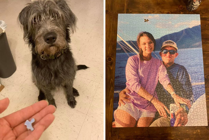 34 fotos de cachorro para o desafio Guilty Dog 6