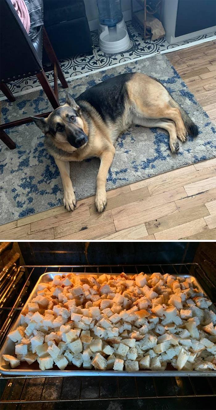 34 fotos de cachorro para o desafio Guilty Dog 8