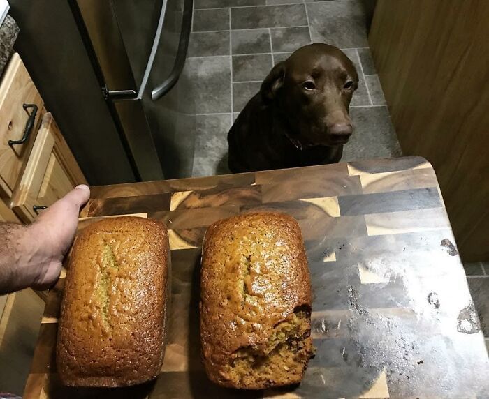 34 fotos de cachorro para o desafio Guilty Dog 9