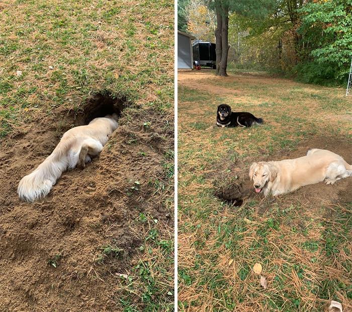 34 fotos de cachorro para o desafio Guilty Dog 10