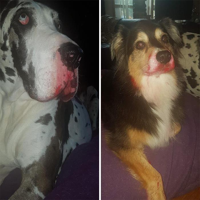 34 fotos de cachorro para o desafio Guilty Dog 11