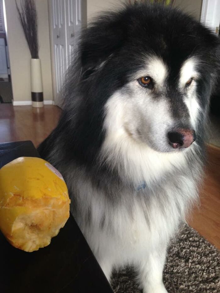 34 fotos de cachorro para o desafio Guilty Dog 12