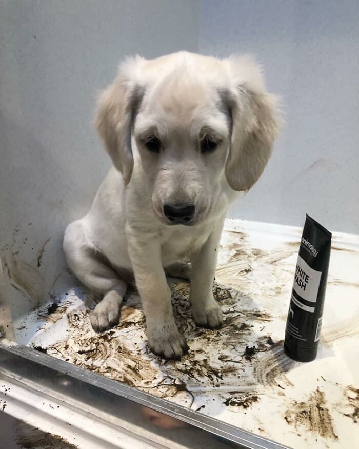 34 fotos de cachorro para o desafio Guilty Dog 13