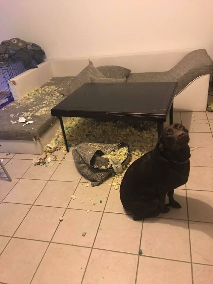 34 fotos de cachorro para o desafio Guilty Dog 14