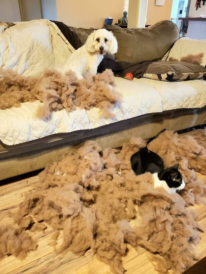 34 fotos de cachorro para o desafio Guilty Dog 15