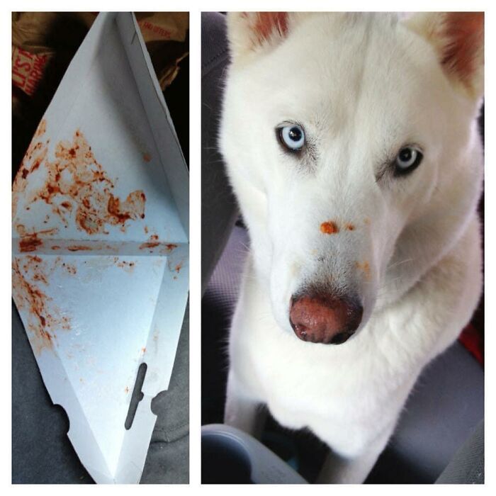 34 fotos de cachorro para o desafio Guilty Dog 16