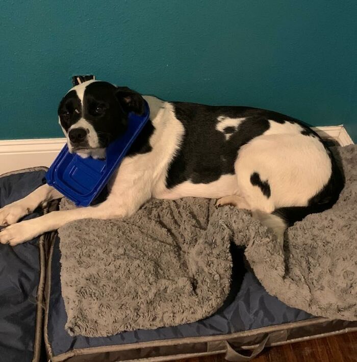 34 fotos de cachorro para o desafio Guilty Dog 17